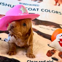 Ruby - Red female Dachshund puppy in Homedale, Idaho from Darlenea Engan