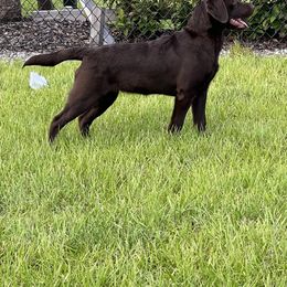 Labrador Retriever Puppies from Rose Gold Retrievers