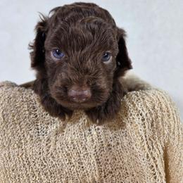 Boy 2 - Brown and white male Aussiedoodle puppy in Haleyville, Alabama from The Cuddly Dood Ranch