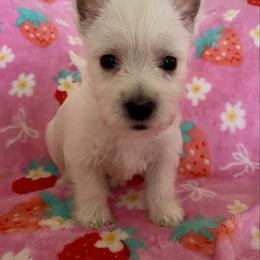 Aquamarine (Blue) - White female West Highland White Terrier puppy in Jefferson, North Carolina from McGuire’s High Country Terriers