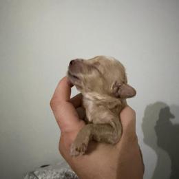 Boy 3 AKC Merlin - Apricot male Poodle puppy in Lees Summit, Missouri from Divine K9s LLC