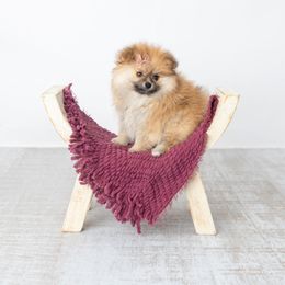 Pomeranian Puppies from Canine Charm & Co
