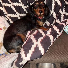 Willow - Dachshund