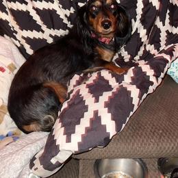 Willow - Dachshund