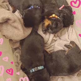 Rottweiler Puppies from Sky Valley Rottweilers