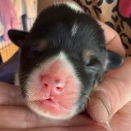Molly - Black and tan female Pembroke Welsh Corgi puppy in Riverside, California from Four Aces Corgis
