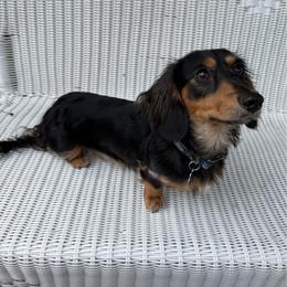 Rebel - Dachshund