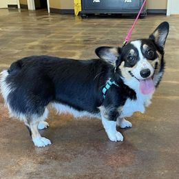 Judi - American Corgi
