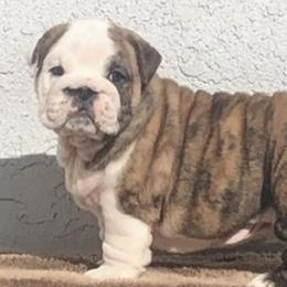 Bulldog Puppies from Bliss Bulldogs
