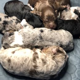 Aussiedoodle Puppies from Our Appalachian Doodles