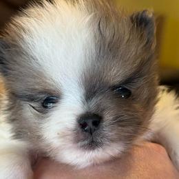 Storm - Blue merle male Pomeranian puppy in Edmond, Oklahoma from My Sun & Moon Poms