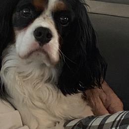 Bentley - Tri-color male Cavalier King Charles Spaniel puppy in Dawsonville, Georgia from Ayerloom Cavaliers