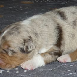 Australian Shepherds from Noble Standard Australian Shepherds
