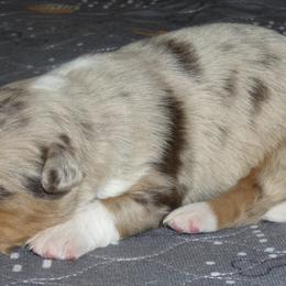 Australian Shepherds from Noble Standard Australian Shepherds