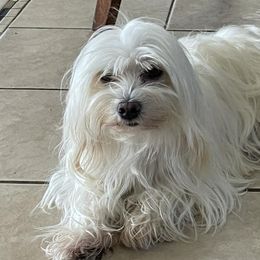 Mal-Shis, Maltese, and Shih Tzus from Big Island Shih Tzu Maltese