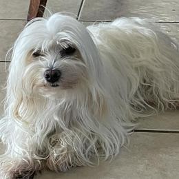 Mal-Shis, Maltese, and Shih Tzus from Big Island Shih Tzu Maltese