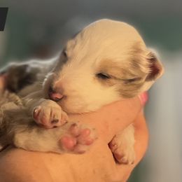 Shetland Sheepdog Puppies from Heavenly Shelties