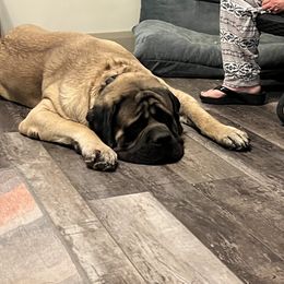 Max - Mastiff