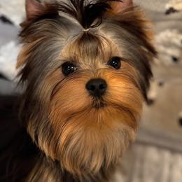 Frederick - Blue and gold female Yorkshire Terrier puppy in Placerville, California from Diamond Springs Boutique