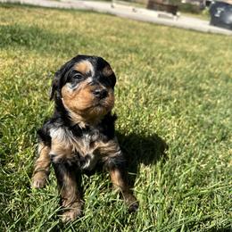 Bernedoodle Puppies from Little Diamond Doodles
