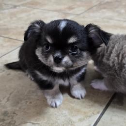 Diego - Blue and tan male Chihuahua puppy in Tulsa, Oklahoma from Hart's Chihuahuas