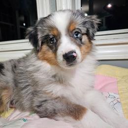Romeo - Blue merle male Miniature Australian Shepherd puppy in Dunnellon, Florida from Ever After Mini Aussies