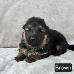 Boy 2 - Black and red male German Shepherd puppy in Sumner, Iowa from Vom Wilke Kennels
