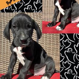 Satin - Black male Great Dane puppy in Wellsville, New York from Prophecy Danes