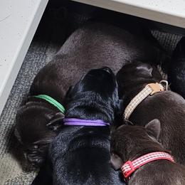 Green Collar - Chocolate male Labrador Retriever puppy in Boyd, Minnesota from Lindley Labradors