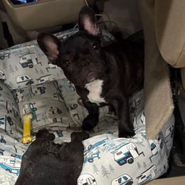 Clover - White and brindle female French Bulldog puppy in St Inigoes, Maryland from Cedar Croft Kennel