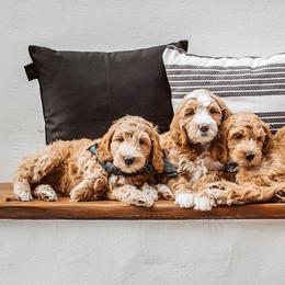 Goldendoodle Puppies from Deer Valley Doodles