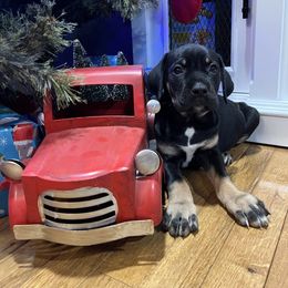 Holly - Black female Cane Corso puppy in Lititz, Pennsylvania from Lititz Cane Corsos