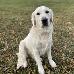 Sophie - Golden Retriever