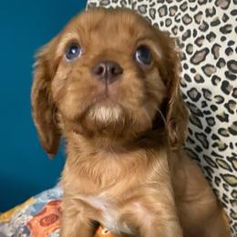 AKC Chocolate Ruby - Ruby male Cavalier King Charles Spaniel puppy in Fort White, Florida from Animal Encore’s Cavalier King Charles Spaniels