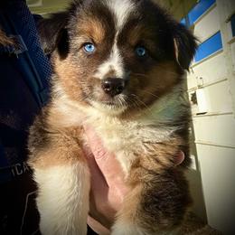 Deets - Black tri male Miniature American Shepherd puppy in Valley Springs, California from Raindance Ranch