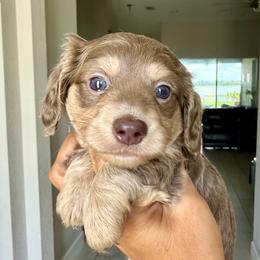 Meatball - Fawn (isabella) and cream male Dachshund puppy in Winter Haven, Florida from Dreamwork Dachshunds