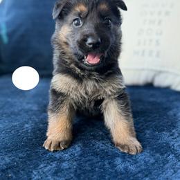 Fortis - Black and red female German Shepherd puppy in Medical Lake, Washington from Nine Realms German Shepherds