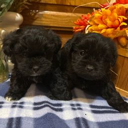 Rascal - Black male Shihpoo puppy in Grant County, Indiana from On The Sunny Side Pavey Farms
