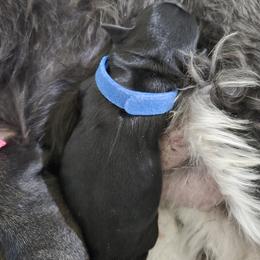Boy 1 - Black male Miniature Schnauzer puppy in Hurst, Texas from SSPuppy - Sophisticated Schnauzers