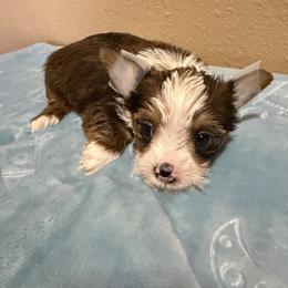Puppy 3 - Chocolate and tan male Shih Tzu puppy in Whittier, California from Shihtzu
