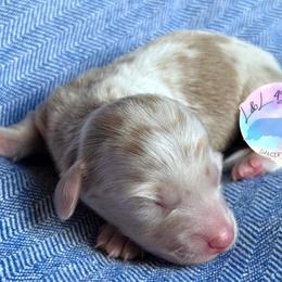 Boy 4 - Dapple male Dachshund puppy in Houston, Texas from L&L 4D Dancer’s Dachshunds