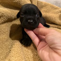 Girl 2 - Black female Staffordshire Bull Terrier puppy in Montgomery, Texas from KnowJokes Staffordshire Bull Terriers