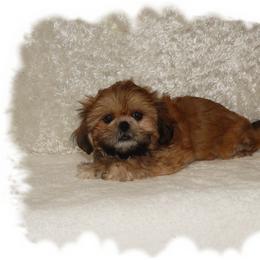 Wishes AKC - Brindle male Shih Tzu puppy in Lawrenceburg, Tn, Tennessee from Shedd's Shih Tzus