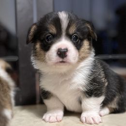 American Corgi and Pembroke Welsh Corgi Puppies from Folly Acres Corgis