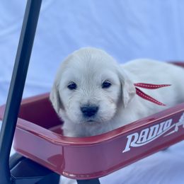 Red - Rosie - Light golden Golden Retriever puppy in Brewster, Washington from AB & Co. Goldens