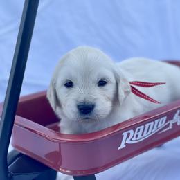 Red - Rosie - Light golden Golden Retriever puppy in Brewster, Washington from AB & Co. Goldens