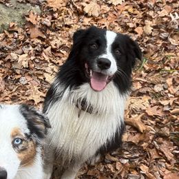 Silco - Black & white male Australian Shepherd puppy in Cumberland, Rhode Island from Arcane