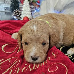 Assorted Doodle Crosses, Cavapoos, and Goldendoodles from Debbie's Puppies