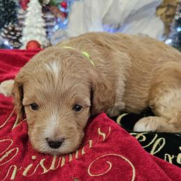 Assorted Doodle Crosses, Cavapoos, and Goldendoodles from Debbie's Puppies