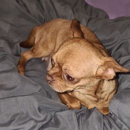Pumpkin - Chihuahua